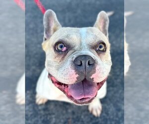 French Bulldog-Unknown Mix Dogs for adoption in Lake Forest, CA, USA