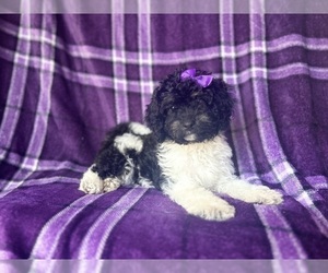 Cavapoo Puppy for sale in LAKELAND, FL, USA