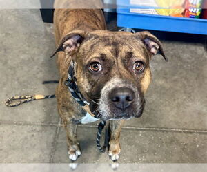 Plott Hound-Unknown Mix Dogs for adoption in Tavares, FL, USA