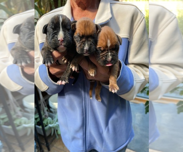 Medium Photo #6 Boxer Puppy For Sale in HINSDALE, MA, USA