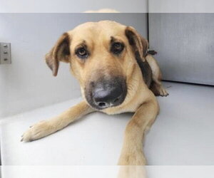 German Shepherd Dog-Unknown Mix Dogs for adoption in Houston, TX, USA