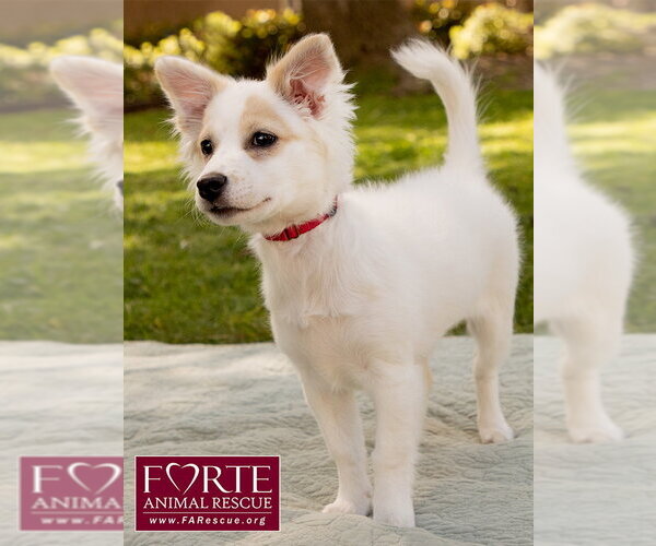 Medium Photo #2 American Eskimo Dog-Colonial Cocker Spaniel Mix Puppy For Sale in Marina del Rey, CA, USA