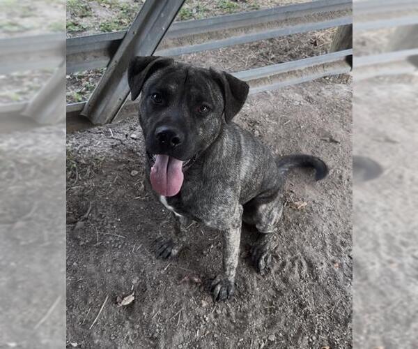 Medium Photo #1 Mastador Puppy For Sale in Rosenberg, TX, USA