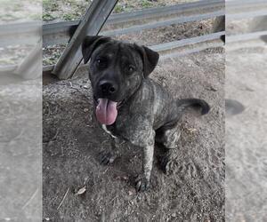 Mastador Dogs for adoption in Rosenberg, TX, USA