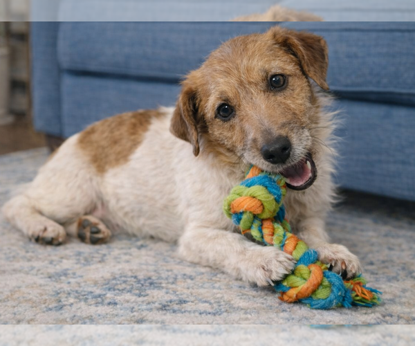 Medium Photo #3 Jack Russell Terrier Puppy For Sale in Grovertown, IN, USA