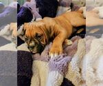 Small Photo #18 Boxer Puppy For Sale in EAST LONGMEADOW, MA, USA