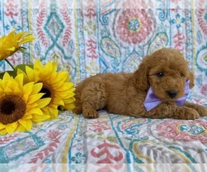 Goldendoodle (Miniature) Puppy for sale in LANCASTER, PA, USA