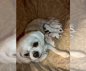 Shih Tzu Litter for sale in FANNING SPGS, FL, USA