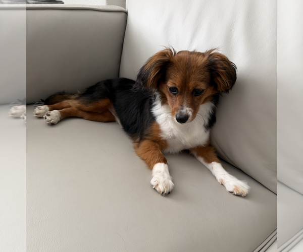 Medium Photo #5 Chiweenie Puppy For Sale in Weston, FL, USA