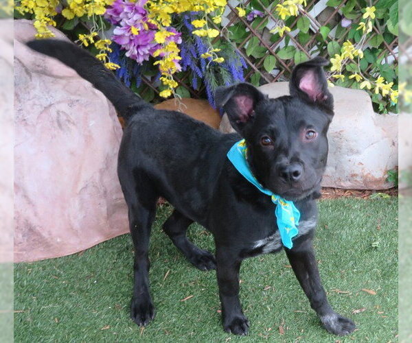 Medium Photo #1 Chow Chow-Unknown Mix Puppy For Sale in Oklahoma City, OK, USA