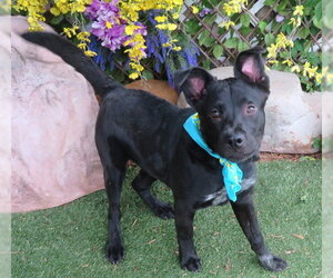 Chow Chow-Unknown Mix Dogs for adoption in Oklahoma City, OK, USA