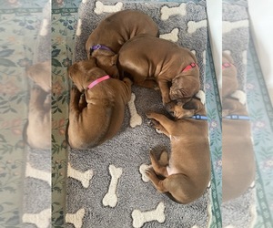 Rhodesian Ridgeback Puppy for Sale in BOISE, Idaho USA
