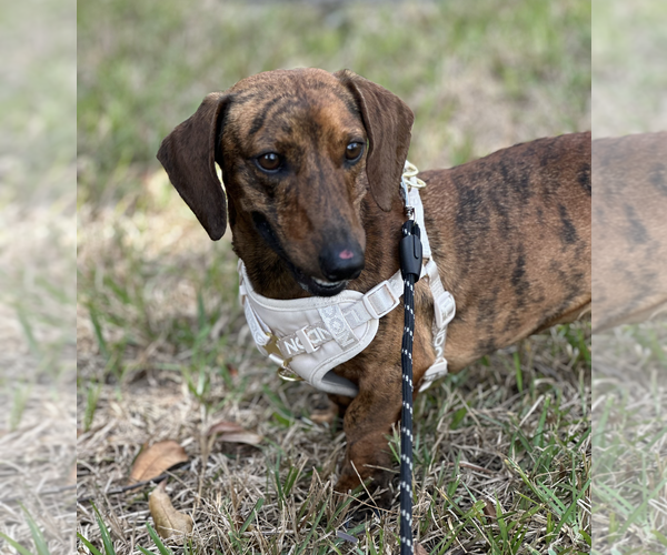 Medium Photo #2 Dachshund Puppy For Sale in Weston, FL, USA