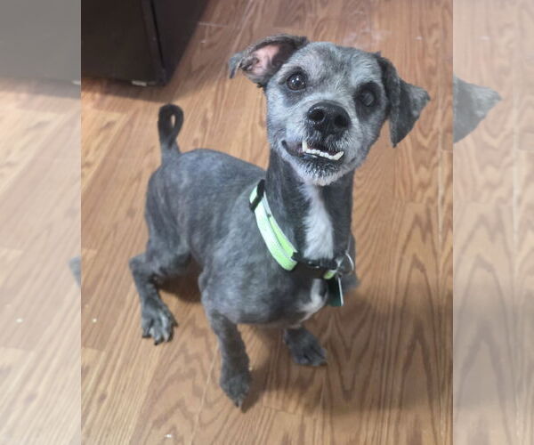 Medium Photo #2 Mutt Puppy For Sale in Clarkston, MI, USA