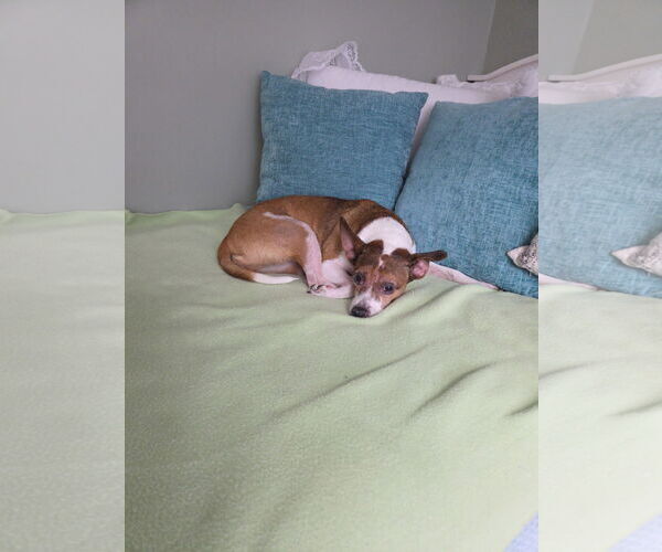 Medium Photo #3 Jack Chi Puppy For Sale in Montello, WI, USA