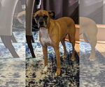 Small #1 Boxer Mix