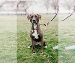 Small Photo #3 American Pit Bull Terrier-Labrador Retriever Mix Puppy For Sale in Richmond, VA, USA