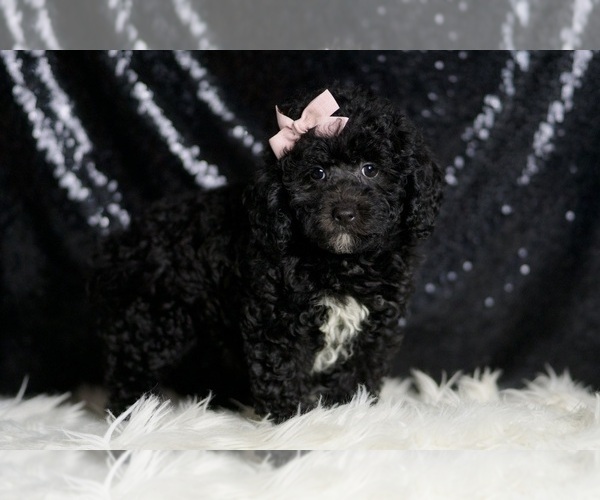 Medium Photo #36 Poodle (Miniature) Puppy For Sale in WARSAW, IN, USA
