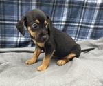 Small Photo #15 Beagle-Chihuahua Mix Puppy For Sale in SAINT AUGUSTINE, FL, USA