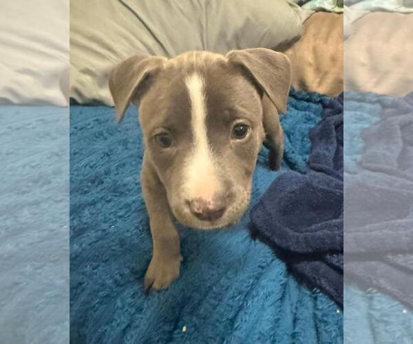 Medium Photo #2 Mutt Puppy For Sale in Rockwall, TX, USA