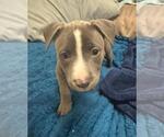 Small #1 Mutt