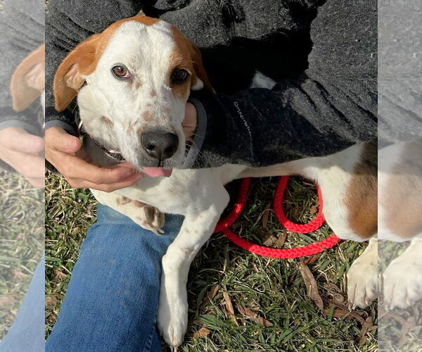 Medium Photo #9 Bagle Hound Puppy For Sale in Dunnellon, FL, USA