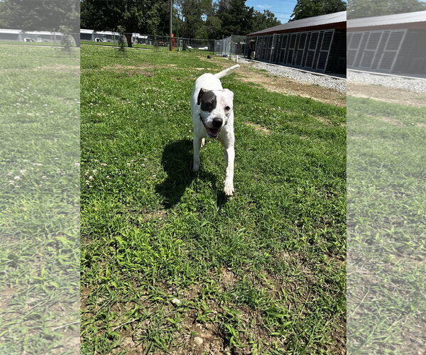 Medium Photo #2 American Pit Bull Terrier-Unknown Mix Puppy For Sale in Corning, AR, USA