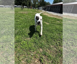 Rye - Male American Pit Bull Terrier-Unknown Mix Dog for Adoption - Photo #2
