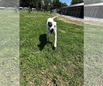 Small #1 American Pit Bull Terrier Mix