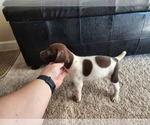 Small Photo #4 German Shorthaired Pointer Puppy For Sale in FRESNO, CA, USA