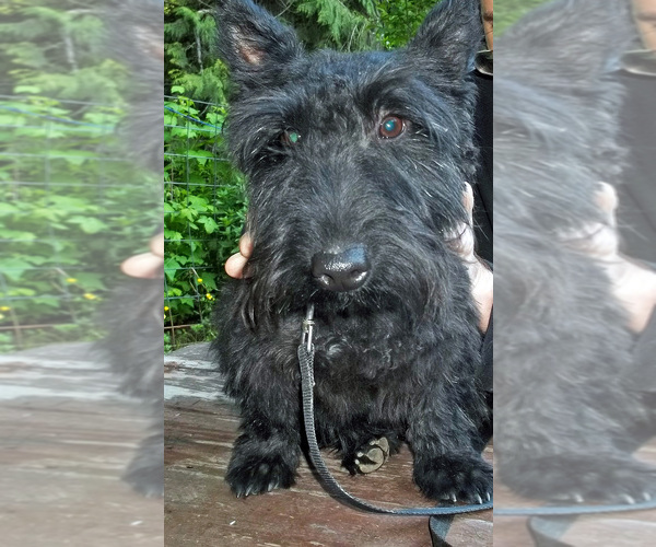 Medium Photo #1 Scottish Terrier Puppy For Sale in MEAD, WA, USA