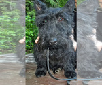 Small Photo #1 Scottish Terrier Puppy For Sale in MEAD, WA, USA