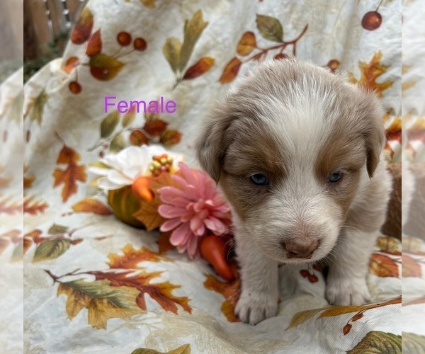 Medium Photo #2 Australian Shepherd Puppy For Sale in COTOPAXI, CO, USA