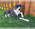 Small #2 Great Dane Mix