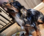 Small Photo #19 Cavalier King Charles Spaniel Puppy For Sale in BOONVILLE, NY, USA