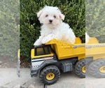 Gus - Male Maltese Puppy for Sale - Small photo