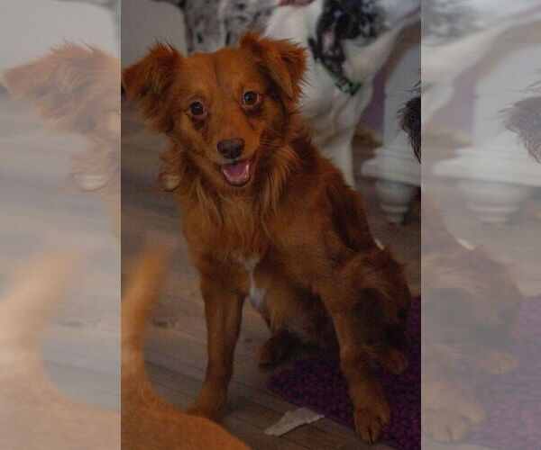 Medium Photo #7 Mutt Puppy For Sale in MIDWAY, UT, USA