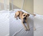 Small Bullmastiff Mix
