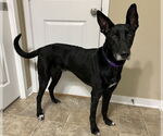 Small #2 German Shepherd Dog Mix