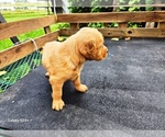 Small #4 Golden Retriever