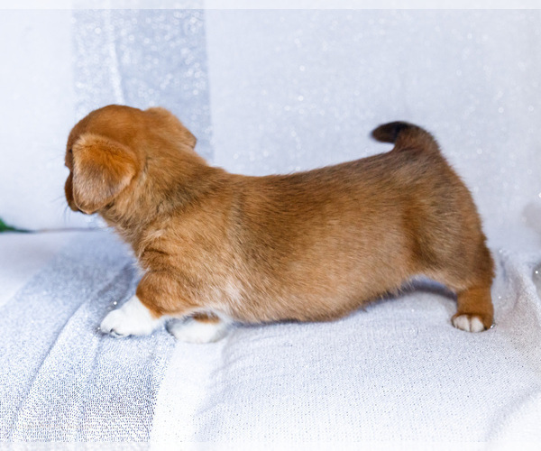 Medium Photo #4 Dorgi Puppy For Sale in WAKARUSA, IN, USA