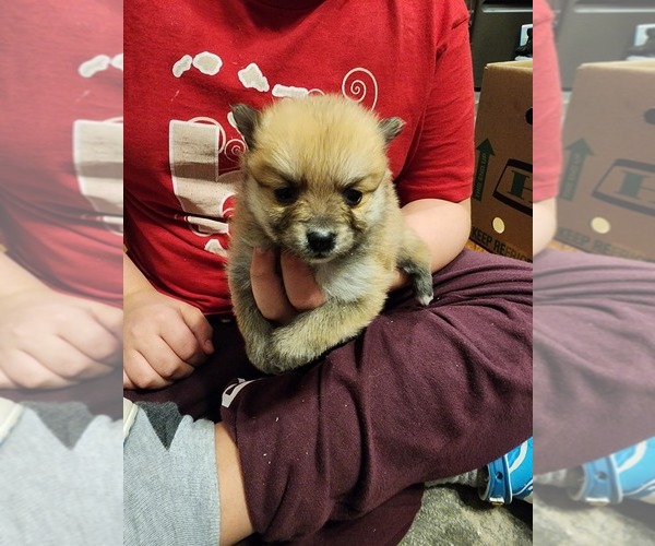Medium Photo #5 Pomeranian Puppy For Sale in MIDDLEBORO, MA, USA