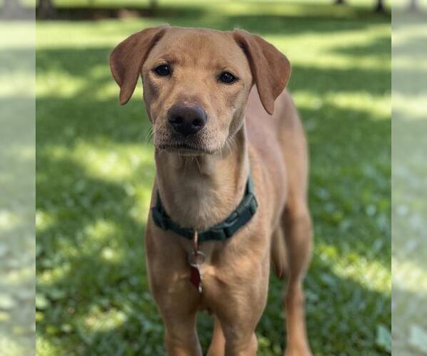 Medium Photo #3 Labrador Retriever-Unknown Mix Puppy For Sale in San Diego, CA, USA