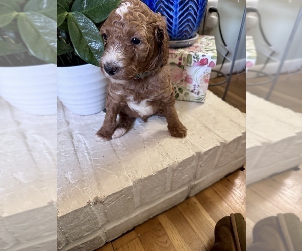 Medium Photo #8 Goldendoodle Puppy For Sale in CINCINNATI, OH, USA