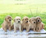 Small #1 Golden Retriever