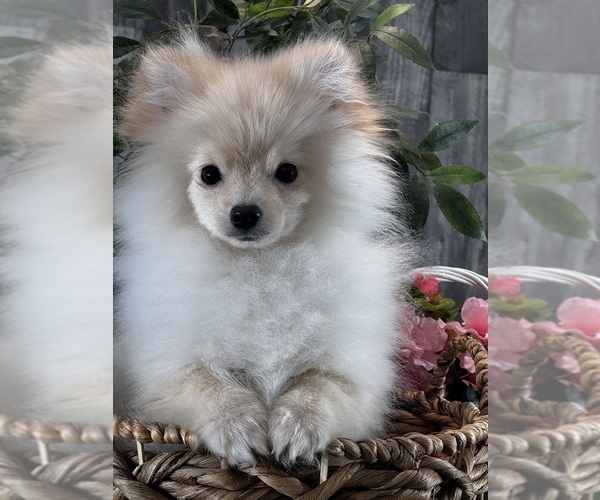 Medium Photo #1 Pomeranian Puppy For Sale in CANOGA, NY, USA
