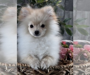 Pomeranian Puppy for sale in CANOGA, NY, USA