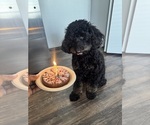 Small Poodle (Miniature)