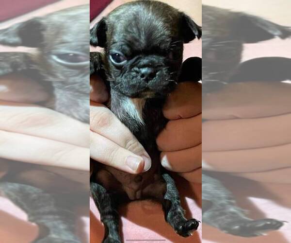 Medium Photo #1 Buggs Puppy For Sale in HUTCHINSON, KS, USA