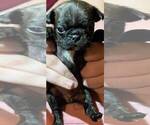 Small Photo #1 Buggs Puppy For Sale in HUTCHINSON, KS, USA
